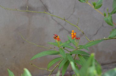 Melez bir çiçeğin üzerindeki arı, Cezayir