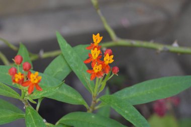 Bayan biçimli melez çiçekler, Annaba, Cezayir