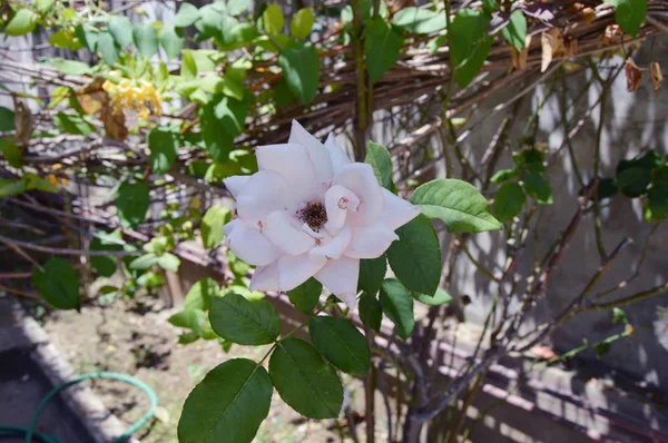 Una Rosa Blanca Jardín Argelia —  Fotos de Stock