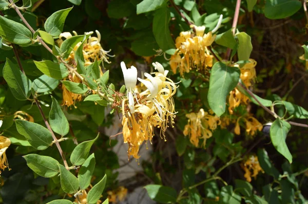 Några Kaprifol Blommor Annaba Algeriet Afrika — Stockfoto