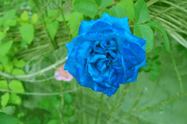 Голубая Роза Саду Алжир — стоковое фото