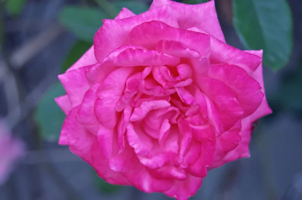Una Rosa Rosada Jardín Argelino —  Fotos de Stock