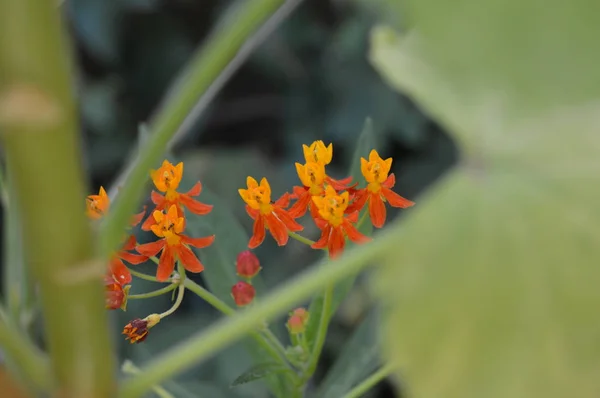 Gömma Hybridblommor Algerisk Trädgård — Stockfoto