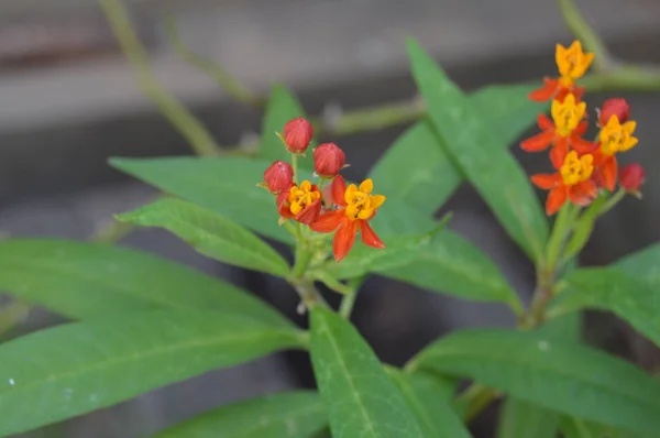 Liten Hybrid Flerfärgade Blommor Algeriet Afrika — Stockfoto