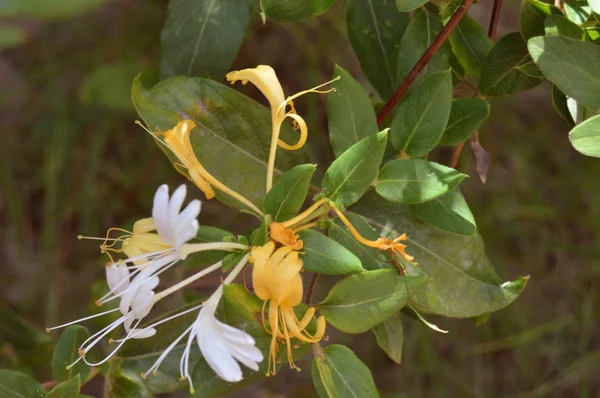 Kaprifol Blomma Trädgården Algeriet — Stockfoto