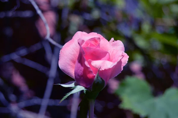 Una Rosa Claro Bajo Luz Del Sol —  Fotos de Stock