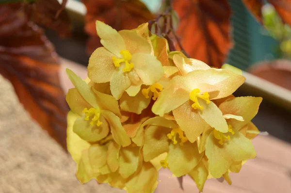 Żółte Jasne Kwiaty Algierskiego Ogrodu — Zdjęcie stockowe