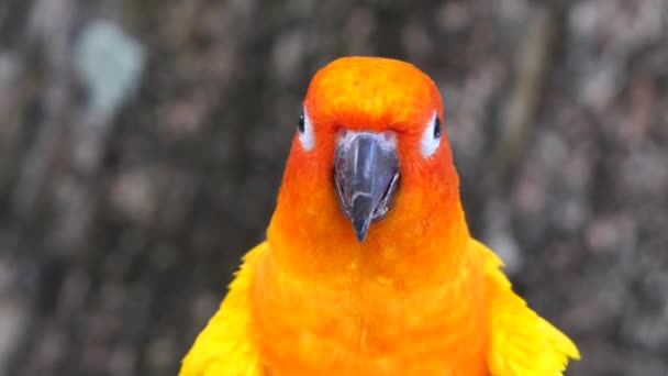 Belo Papagaio Colorido Pássaro Laranja — Vídeo de Stock