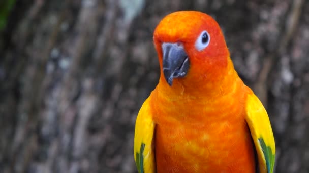Όμορφο Παπαγάλος Πολύχρωμο Πορτοκαλί Πουλί — Αρχείο Βίντεο