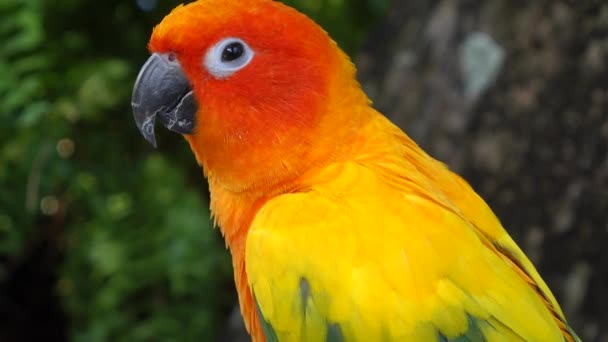 美丽的鹦鹉色彩艳丽的鸟橙色 — 图库视频影像