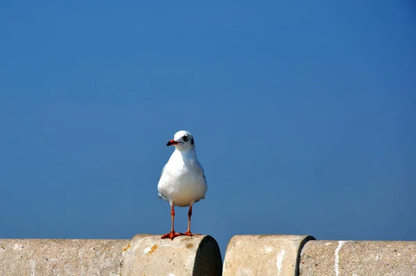 Bird Perching Handrails — Stock Photo, Image
