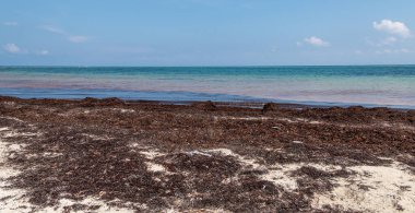 Plaj Sargassum tarafından kirletildi. Küresel ısınma Karayip Denizi