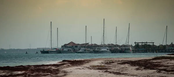 Strand Von Sargassum Verseucht Die Globale Erwärmung Karibisches Meer — Stockfoto
