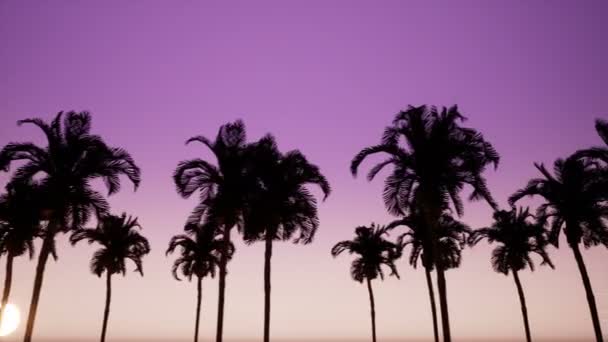 Movimiento por el callejón de las palmeras — Vídeo de stock