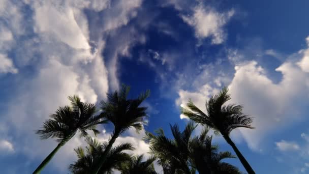 Аллея пальм на небе облаков — стоковое видео
