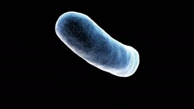 Bakteri siyah bir döngü gerçekleştirmek mümkün üzerinde döndürmek