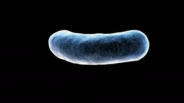 Βακτήρια περιστροφή σε ένα μαύρο σε θέση να βρόχο — Αρχείο Βίντεο