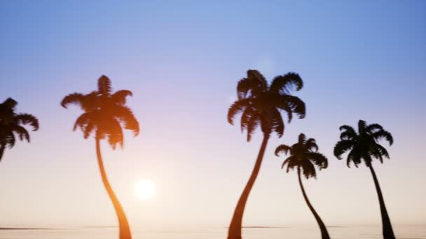 Alley of palm trees on sunset — Stock Video