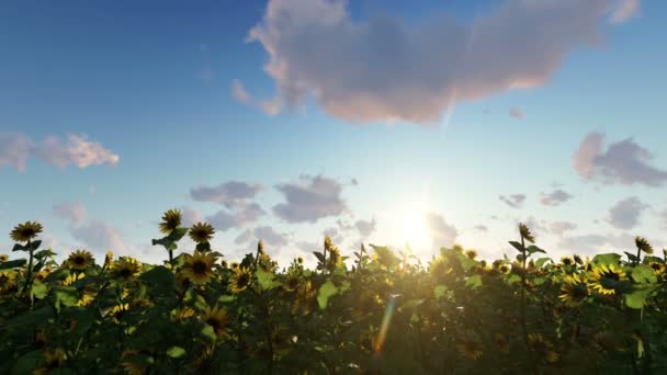 Sonnenblumen auf dem Feld vor bewölktem Himmel — Stockvideo