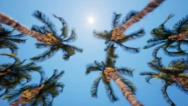 Движение по пальмовой аллее — стоковое видео