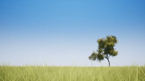 Un albero ed erba sul campo — Video Stock