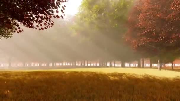 Bright herfst bos met zonnestralen — Stockvideo
