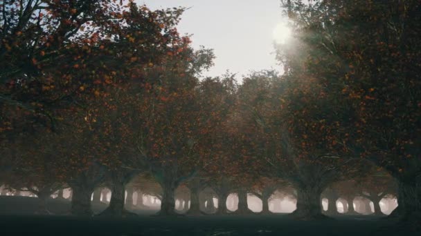 Мрачный осенний лес с туманом — стоковое видео