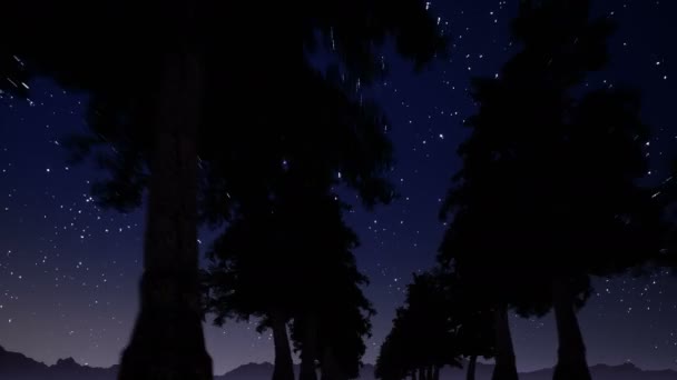 Alley of trees at night against the backdrop of stars — Stock Video