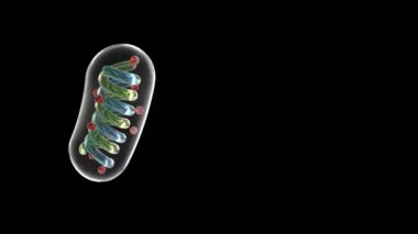 şematik mitokondri döngü gerçekleştirmek mümkün