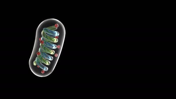 mitochondries schématiques capables de boucler 