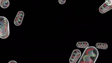 Cam kapsül ile Dna döngü gerçekleştirmek mümkün