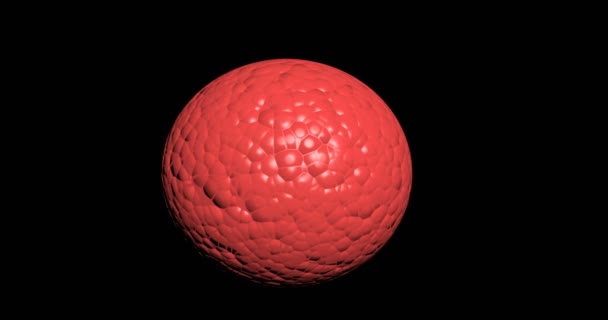 Червоний клітинний поділ плоду in vitro під мікроскопом, загальний поділ клітин — стокове відео
