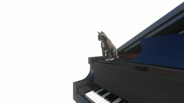 Cat lava seduto sul pianoforte — Video Stock