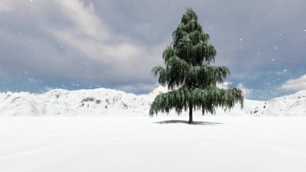 Big Single spruce in winter — Stock Video