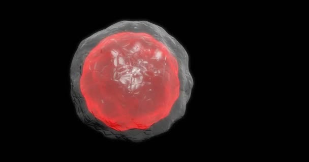 Rote Krebszellen im Immunsystem, die in der Lage sind, Schleifen zu drehen — Stockvideo