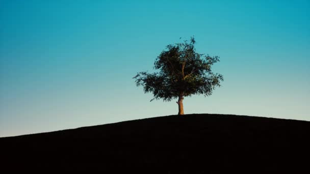 Árbol único en cielo azul claro puesta de sol — Vídeos de Stock