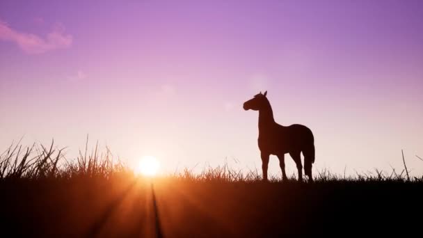 Кінь на сході сонця — стокове відео