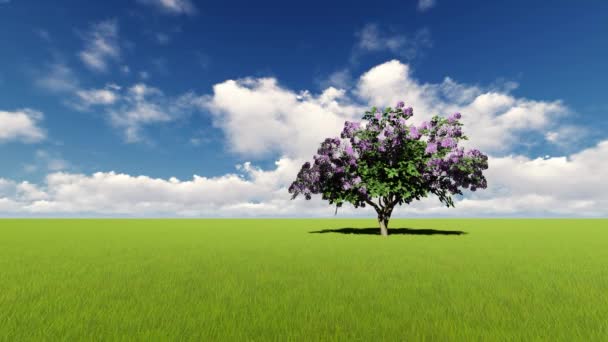 Un árbol lila en un campo verde — Vídeos de Stock