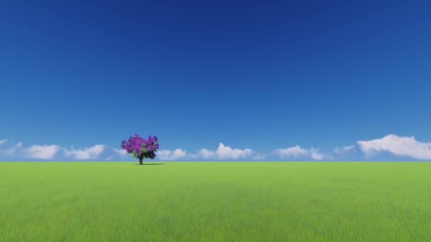 Ett träd lila på ett grönt fält — Stockvideo