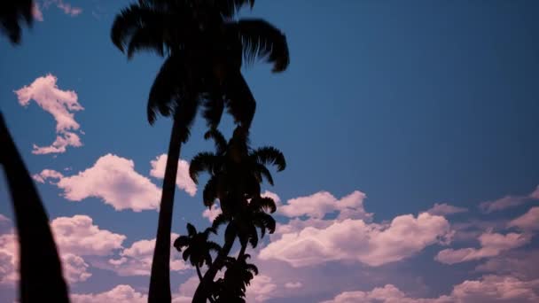 Palmiye ağaçları sokağı — Stok video