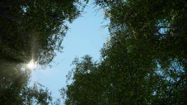 De lente zon schijnt zachtjes door de verse groene takken van een grote beukenboom — Stockvideo