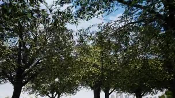 De lente zon schijnt zachtjes door de verse groene takken van een grote beukenboom — Stockvideo