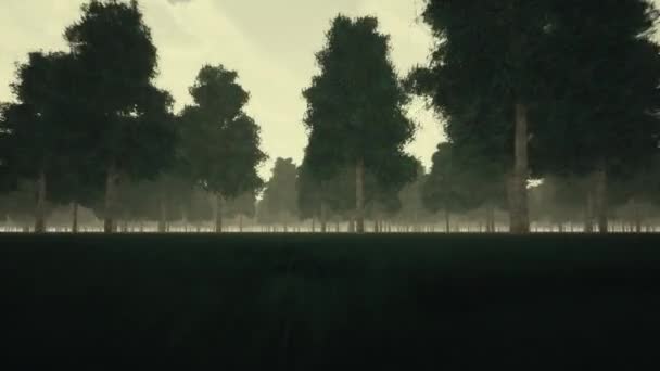 Sombere donkere bos en mist — Stockvideo