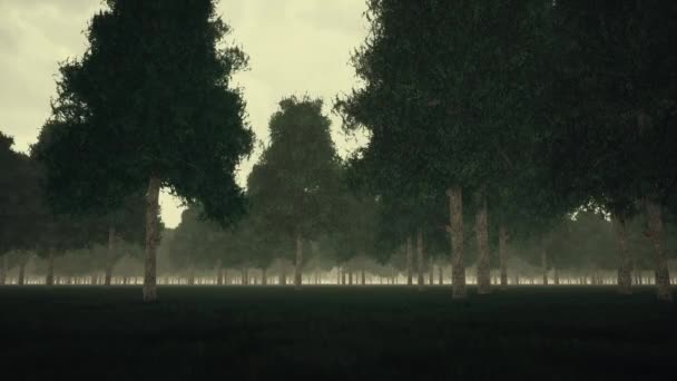 Мрачный темный лес и туман — стоковое видео