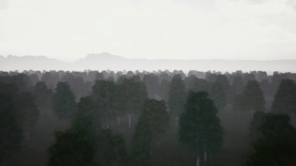 Forêt sombre sombre sombre et brouillard — Video