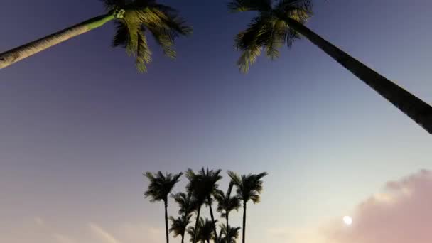 Gün batımında palmiye ağacı sokak — Stok video