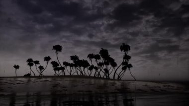 Fırtına palmiye ağaç okyanus