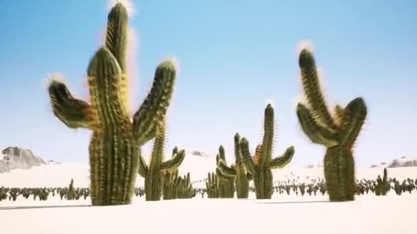 Time lapse of big sunrise over desert with silhouette of lone cactus in foreground — Stock Video