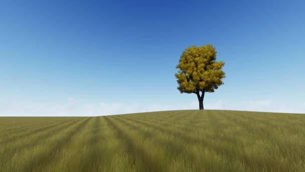 Höst gräs ett enda träd — Stockvideo
