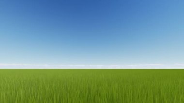 Buğday tarlası gündoğumu. Yeşil çayır yaz manzara